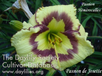 Daylily Passion de Josette